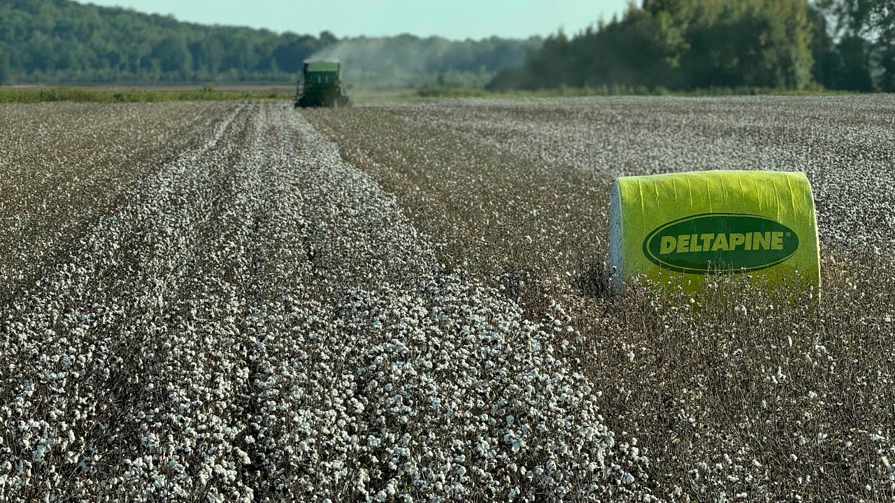 DeltaPine Cotton Seed Review
