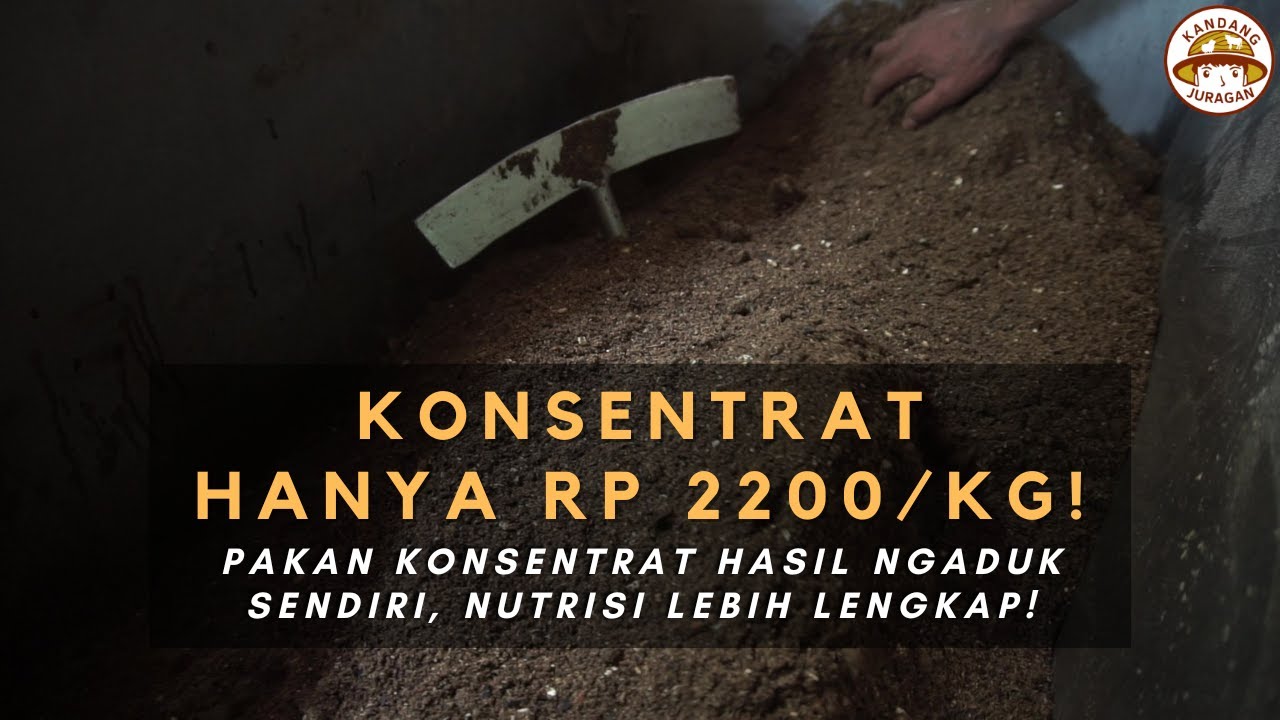 KONSENTRAT MURAH Rp 2.200/kg! Pakan Konsentrat Hasil Ngaduk Sendiri, Nutrisi Lebih Lengkap!