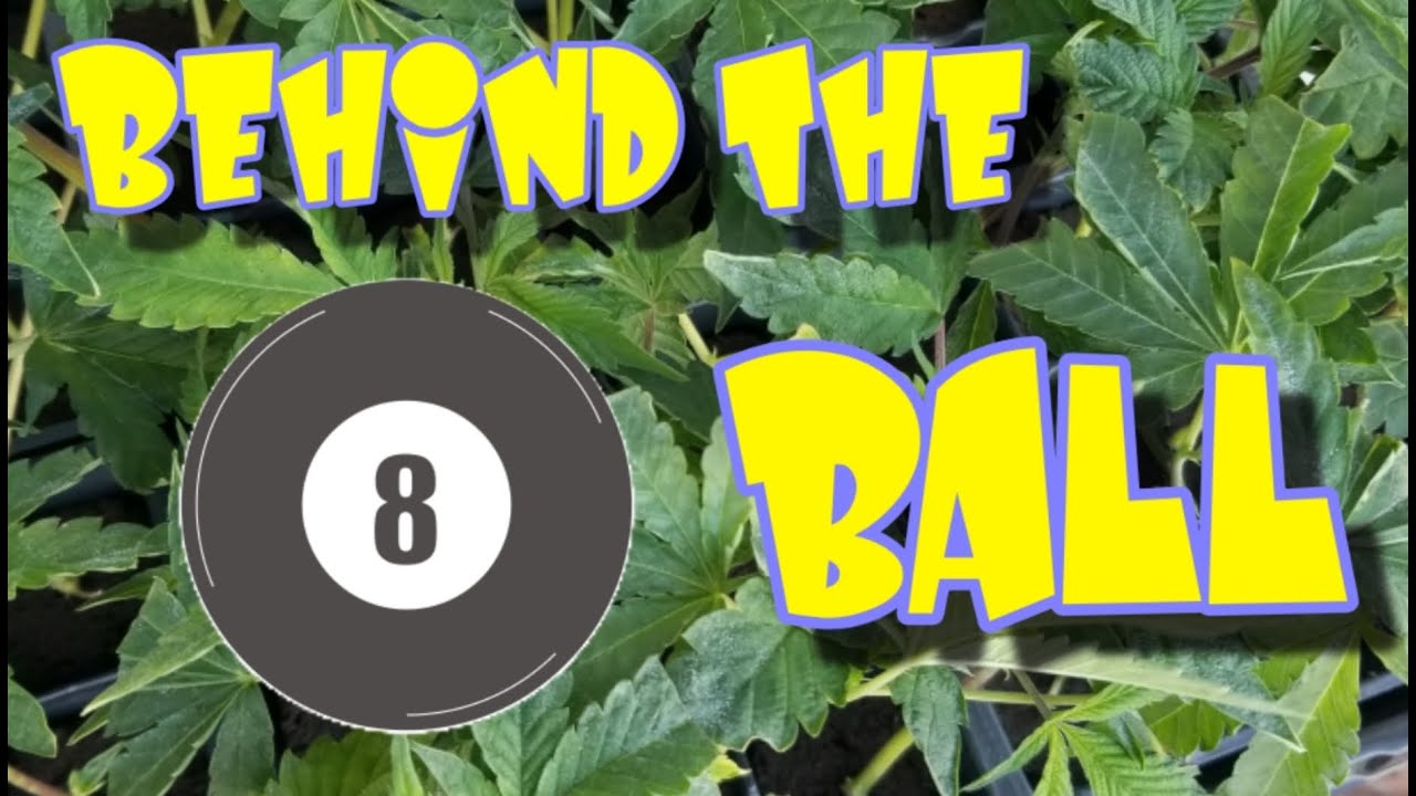 Starting a hemp farm: Part 2