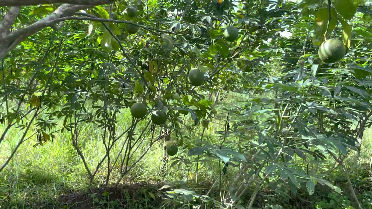 Naranja agria dominicana