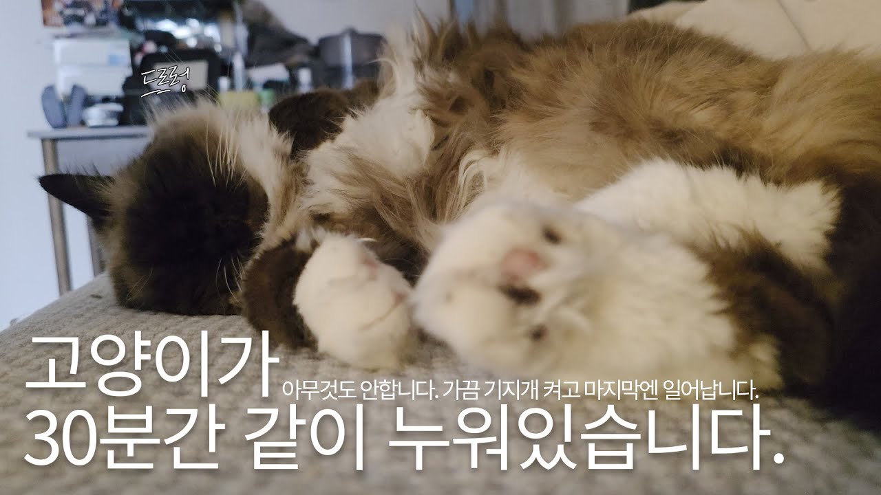 진실 게임 하자..좋아하는 고양이 있어?
