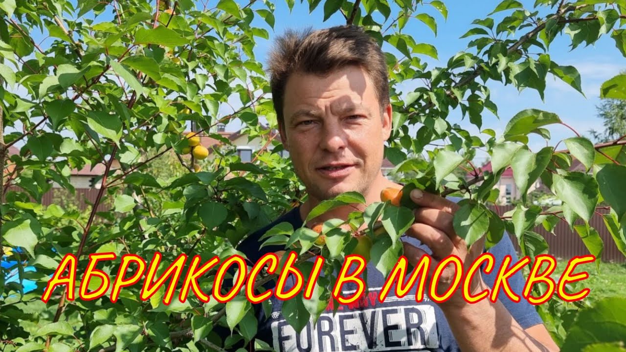 урожай абрикосов в Москве или как я вырастил абрикос