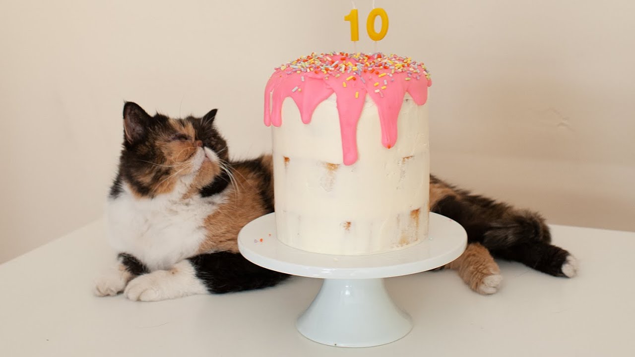 Pudge's 10th Birthday! Baking a Donut Cake – Pudge's Baking Show