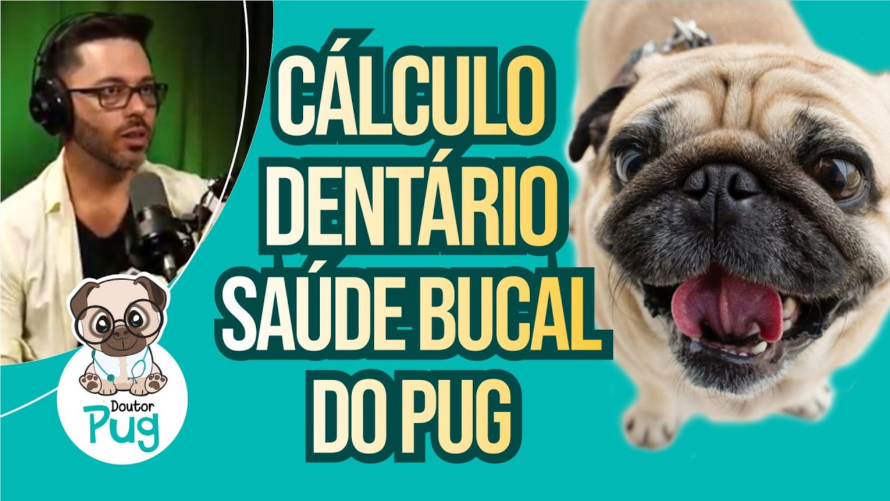 Cálculo dentário - Saúde bucal do Pug