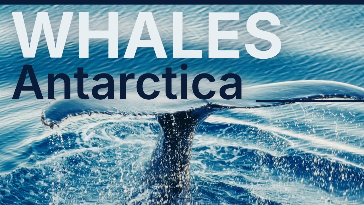 Whale Watching in Antarctica | Aurora Expeditions