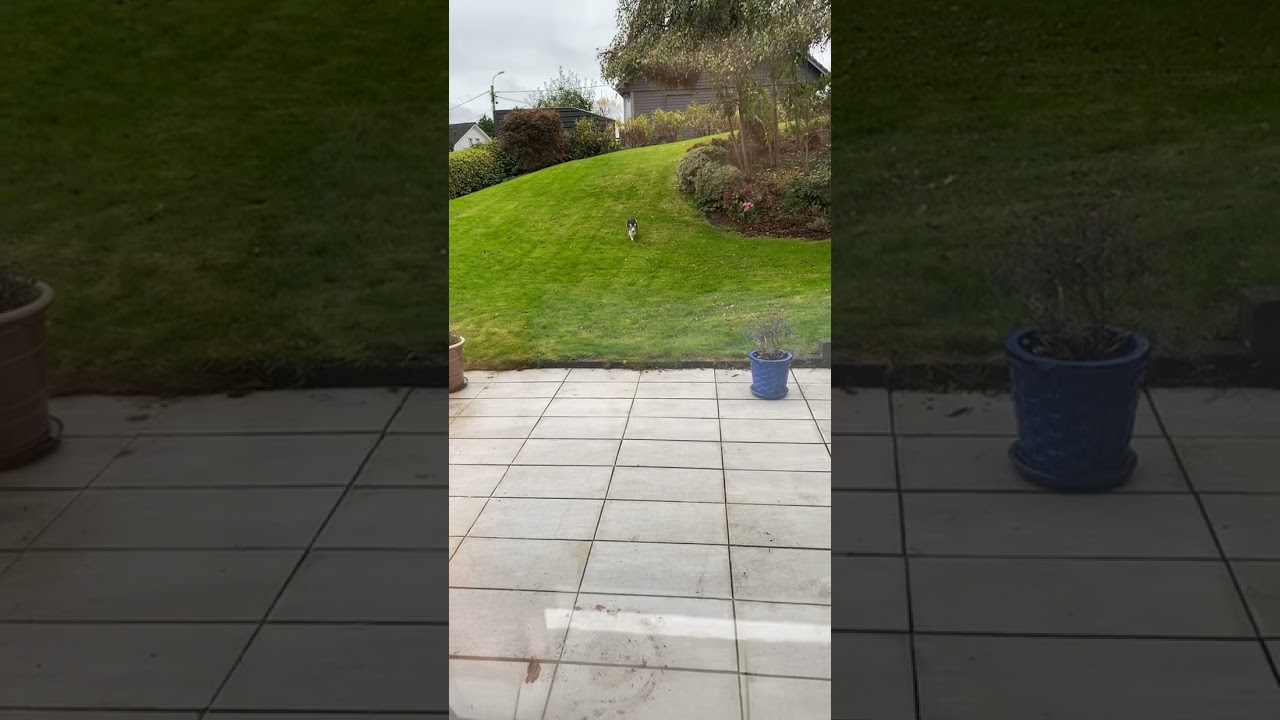 Neighbour cat jumping through window