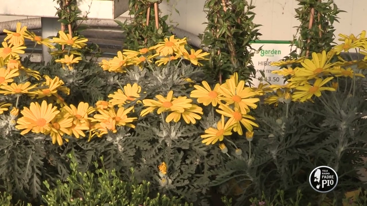 Euryops (Un giorno, un fiore 8 Febbraio 2022)