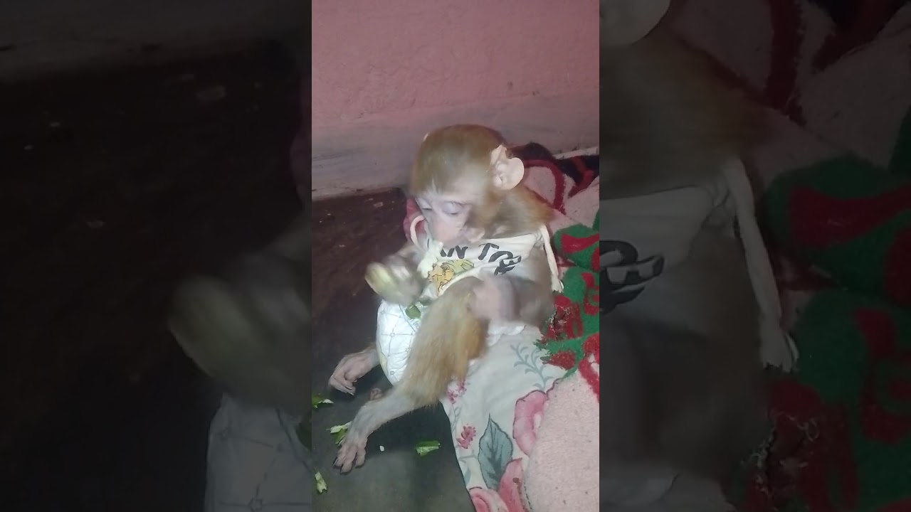 Monkey beby very cute 🥰🥰🥰 #monkey 