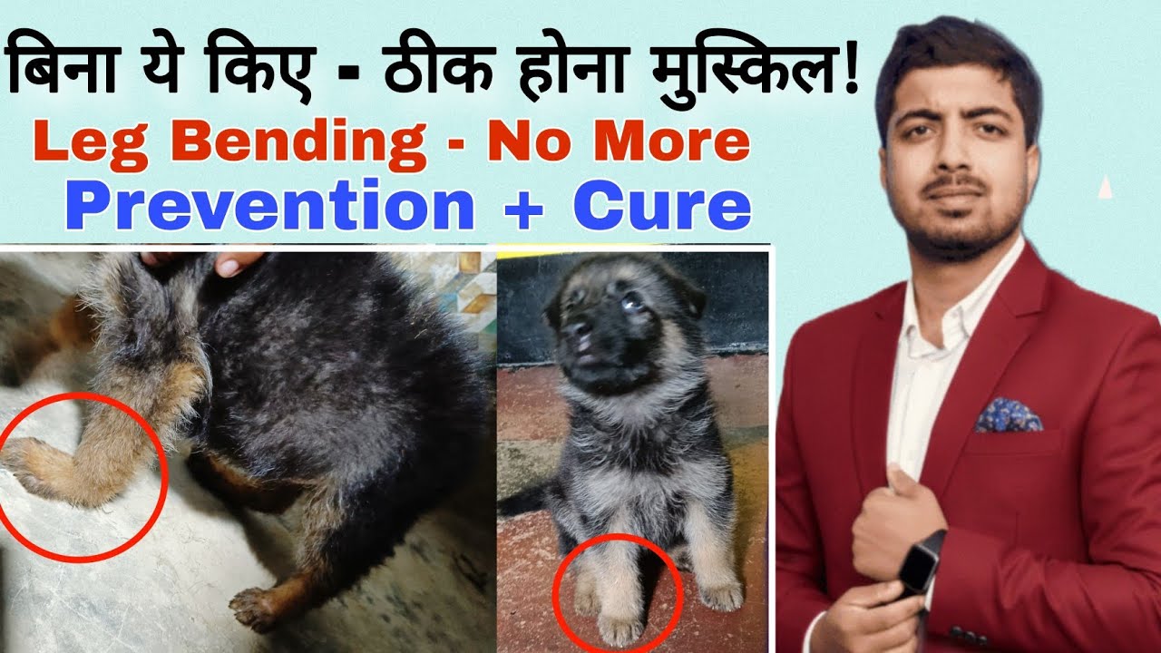 How to make Leg Bending of a Puppy or dog Straight at home. 