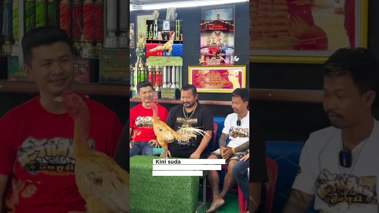 Pakoy Venom pindah Manop Poteng ❗#ayampakhoy #ayamviral