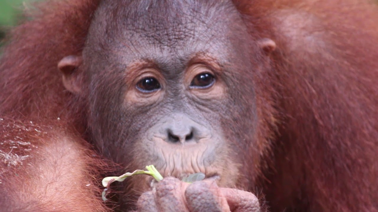 The Orangutans of Borneo - Sepilok Orangutan Rehabilitation Centre