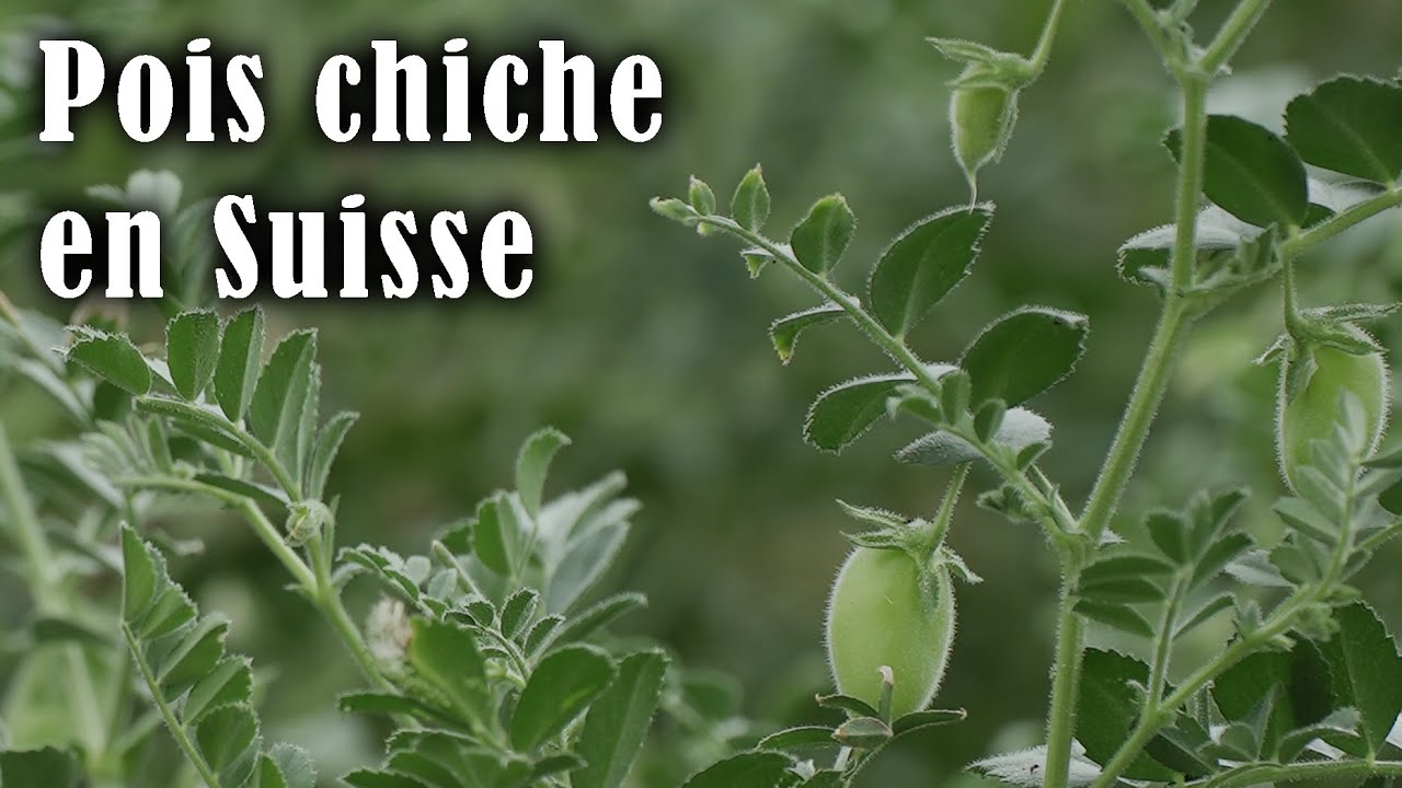 Le pois chiche en non-labour #agriculturedeconservation #agroecologie #notill