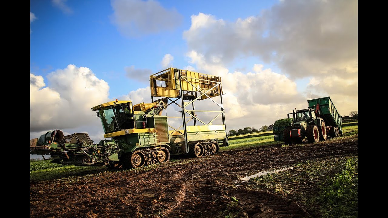 Récolte des épinards - PLOEGER MKC-4TR - TRISKALIA - spinach harvest