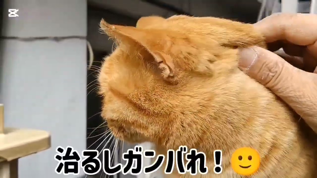 なかなか完治せん[きなこ]を心配しよるばい🥺…🌟2959