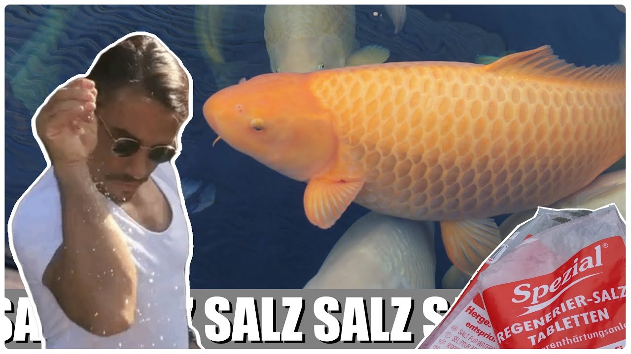 Koiteichblog [155] ★ 150 Kg SALZ im Koiteich! WARUM tut man sowas?!