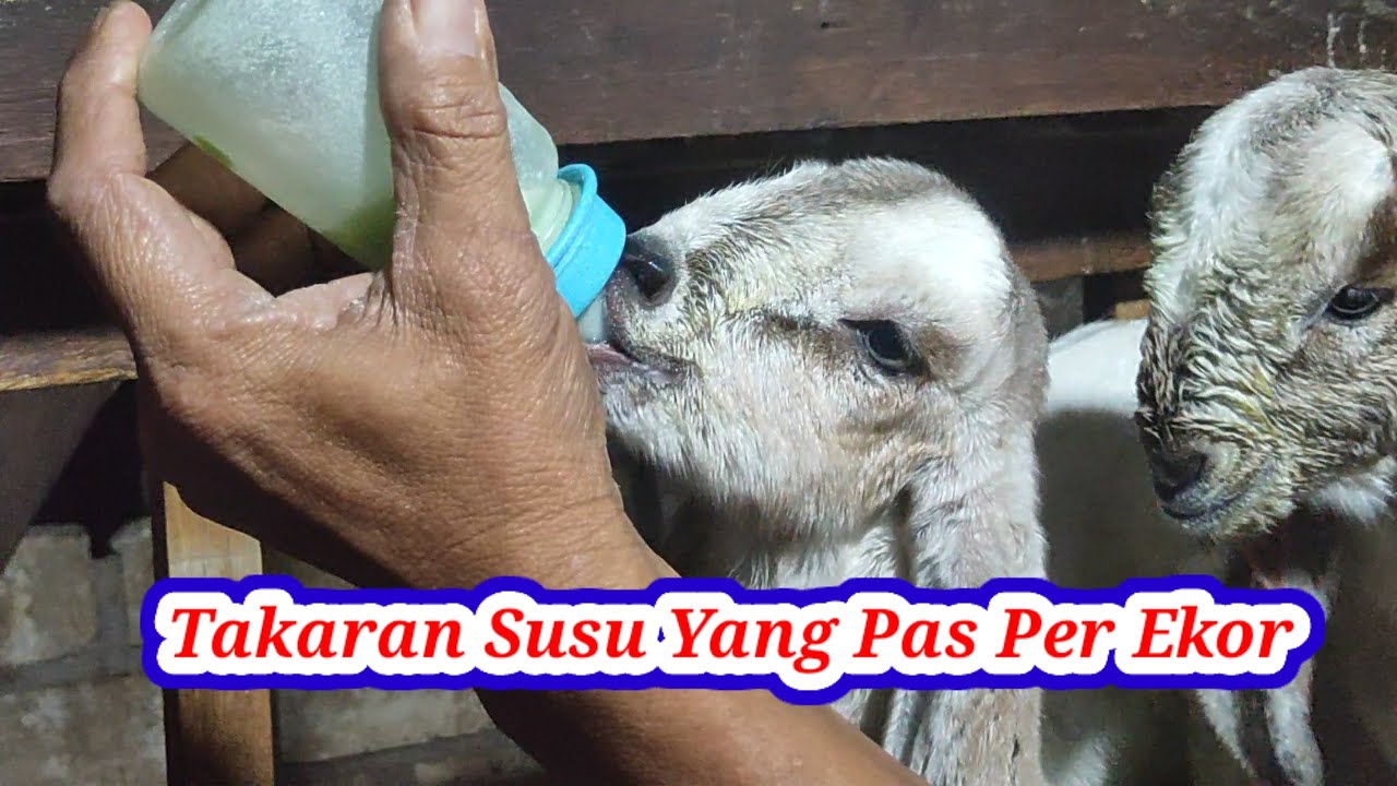 Cara Merawat Anak Kambing Tanpa Induk