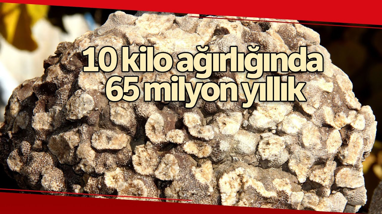 Tut’ta 10 Kilo Ağırlığında 65 Milyon Yıllık Deniz Mercanı Bulundu