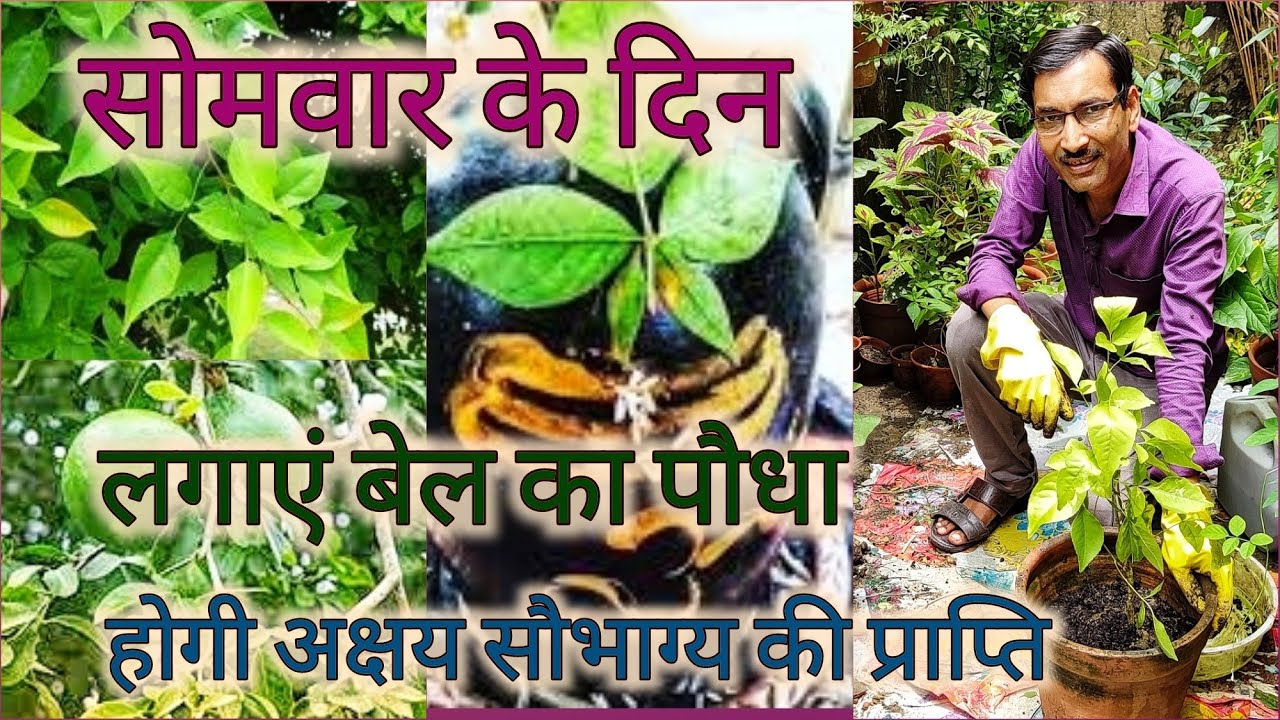 गमले में ऐसे लगाएं बेल का पौधा, मिलेगा अक्षय धन और ऐशर्य / किस दिशा में लगाएं / Growing Bael plant