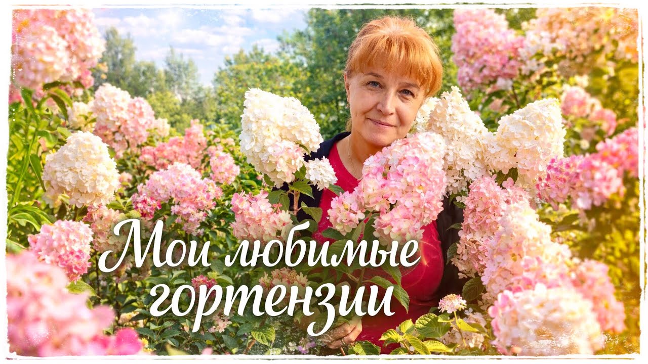 Мои любимые ГОРТЕНЗИИ | Бесконечное лето, Ванилла Фрейз и другие