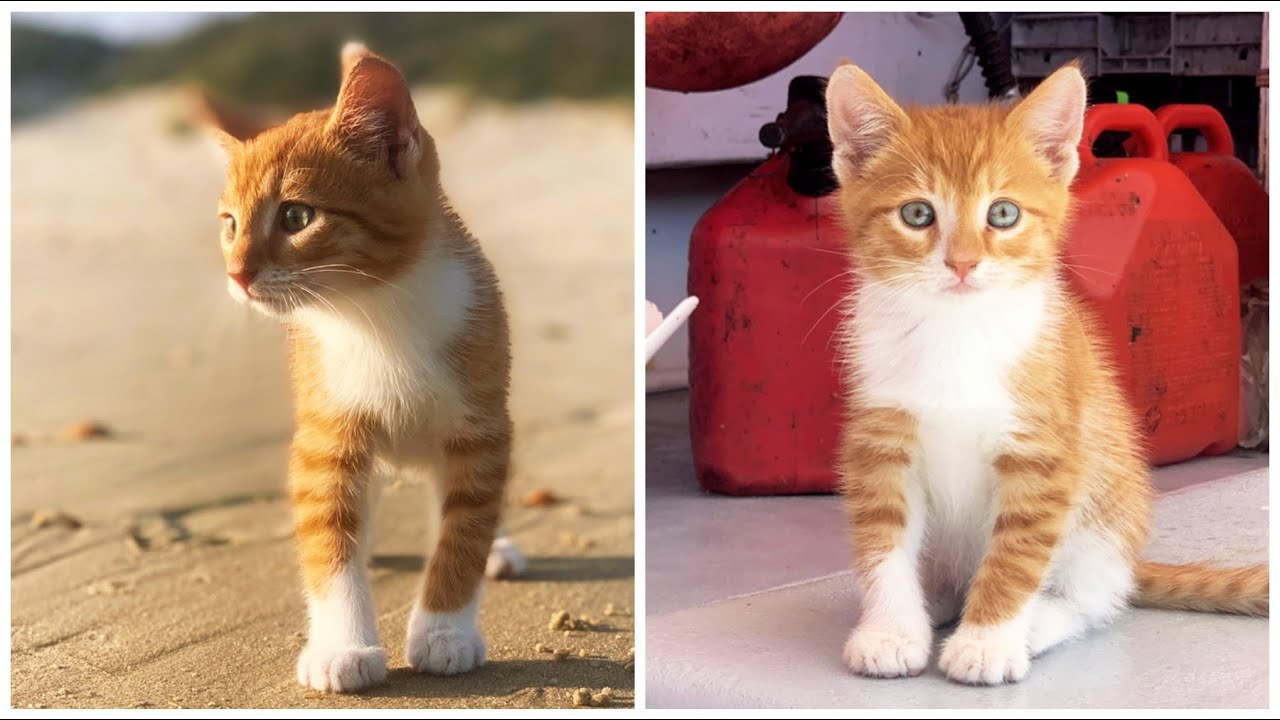 Growing up with MARLIN :) Episode 1.  Our ocean-loving, swimming, boat-riding, orange tabby CAT-DOG!