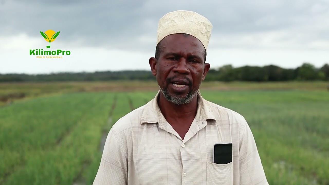 KILIMO CHA VITUNGUU MAJI ZANZIBAR, UZEOFU WA MKULIMA, MASOKO, UHIFADHI WA VITUNGUU, KILIMO BIASHARA