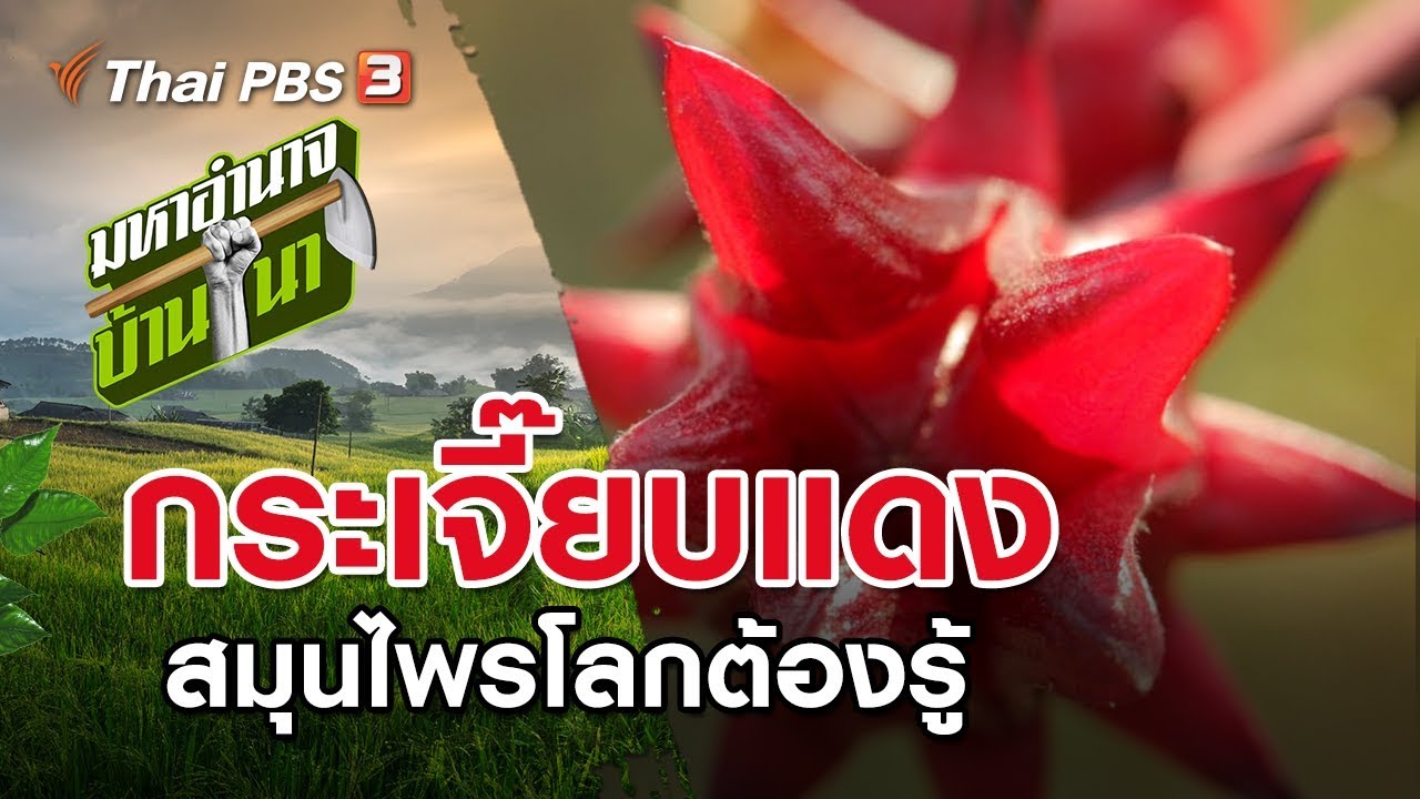 กระเจี๊ยบแดง สมุนไพรโลกต้องรู้ : มหาอำนาจบ้านนา (23 ก.พ. 63)