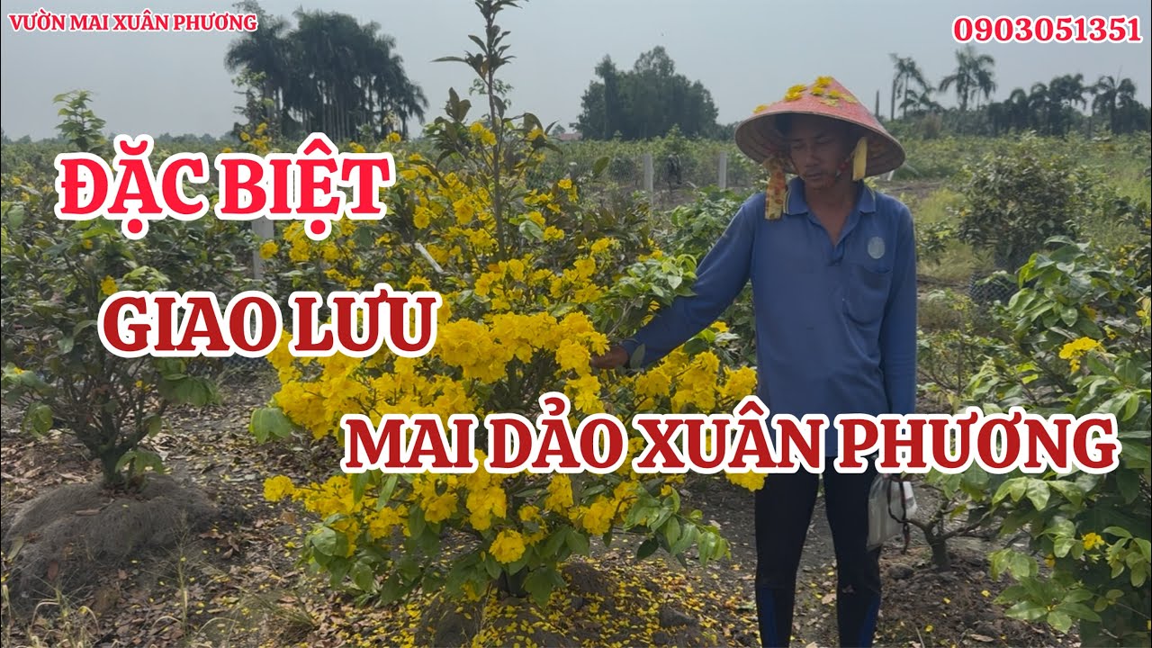NHANH TAY VÀO XEM, LÔ MAI CUỐI DẢO XUÂN PHƯƠNG-VƯỜN MAI XUÂN PHƯƠNG GIAO LƯU MAI DẢO XUÂN PHƯƠNG 