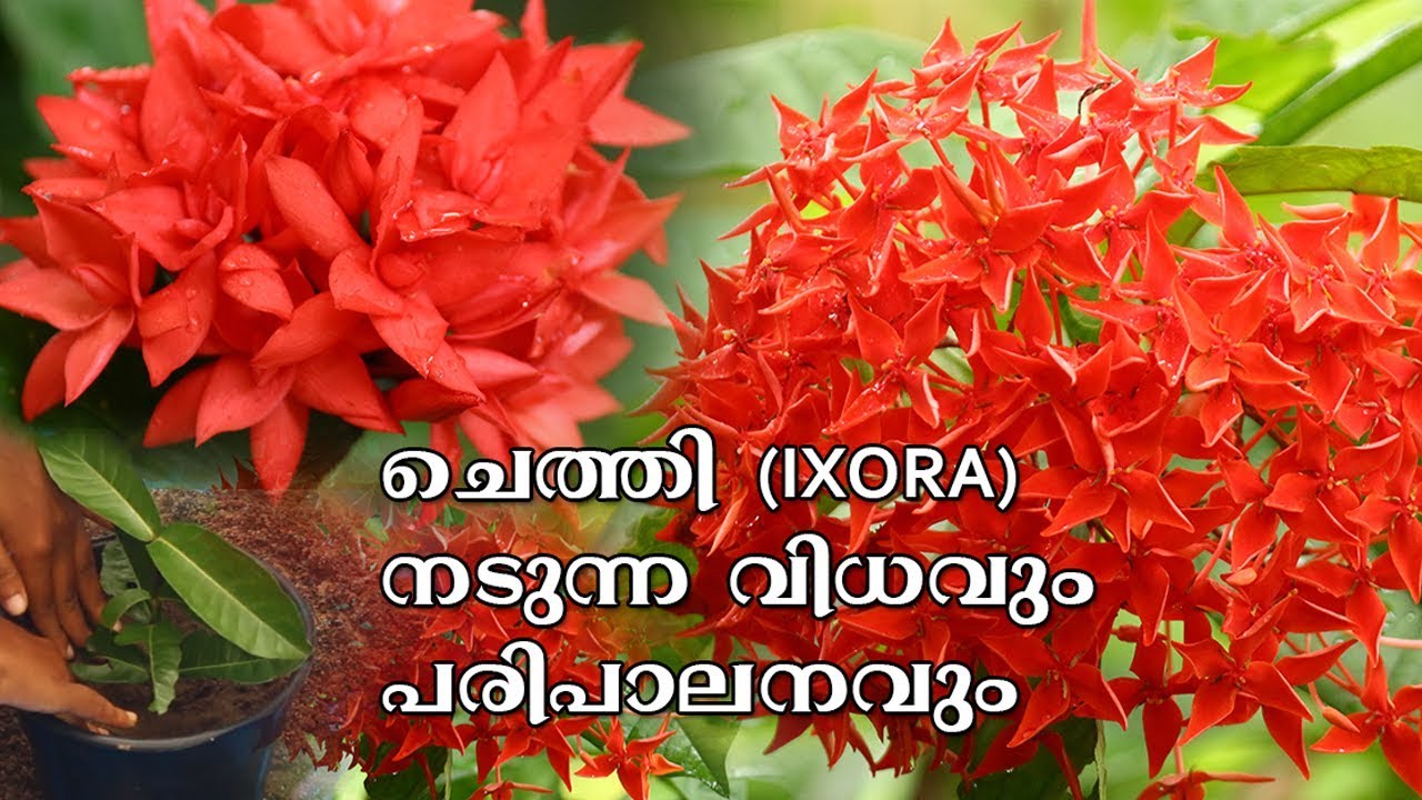 Planting Ixora | Ixora Plants Care | ചെത്തി ചെടി നടുന്ന വിധവും പരിപാലനവും