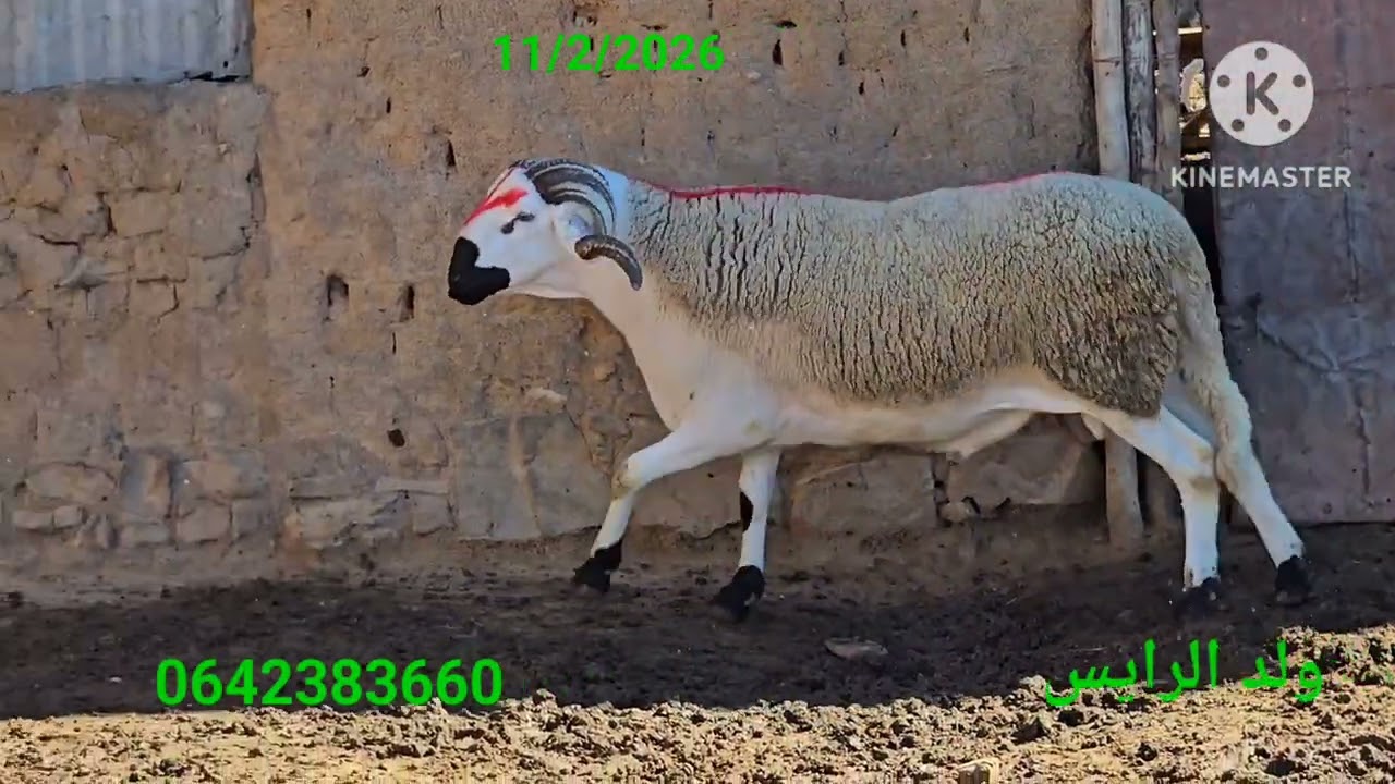 بسم لله نهاركم مبروك الخوت ديما الجديد بفضل الله 6 لحوالة شي حاجة طوب كلشي السوبر  مرحبا بالجميع 