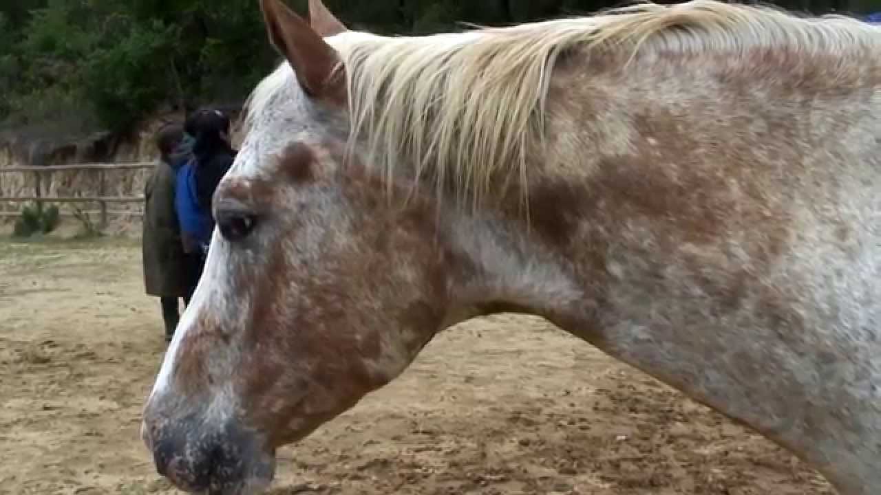EQUILIBRI, Los Caballos Enseñan