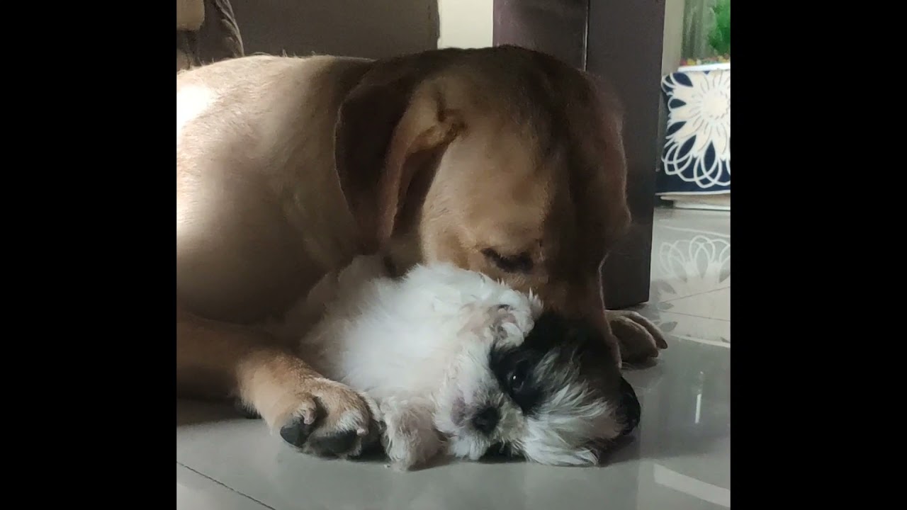 LABRADOR MILO & SHIRO FUNNY CONVERSATION || FUNNY VIDEO😂😂