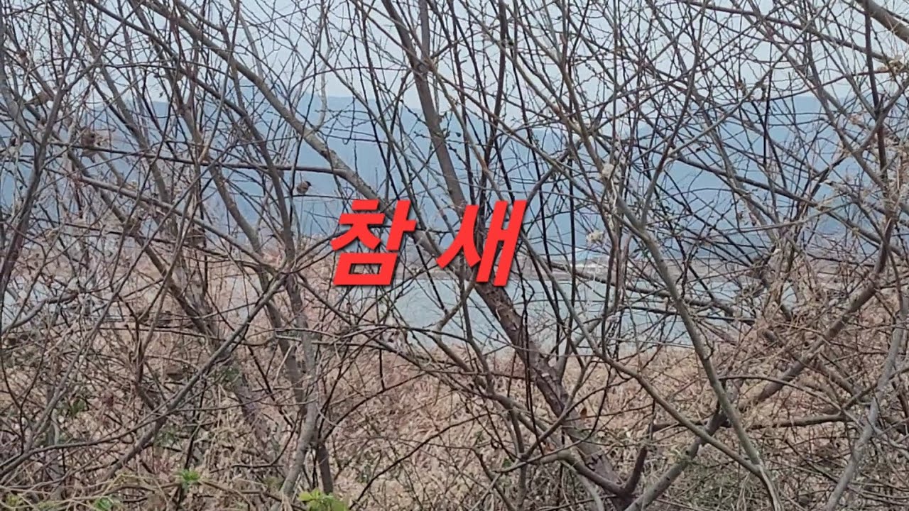 참새 행동 관찰