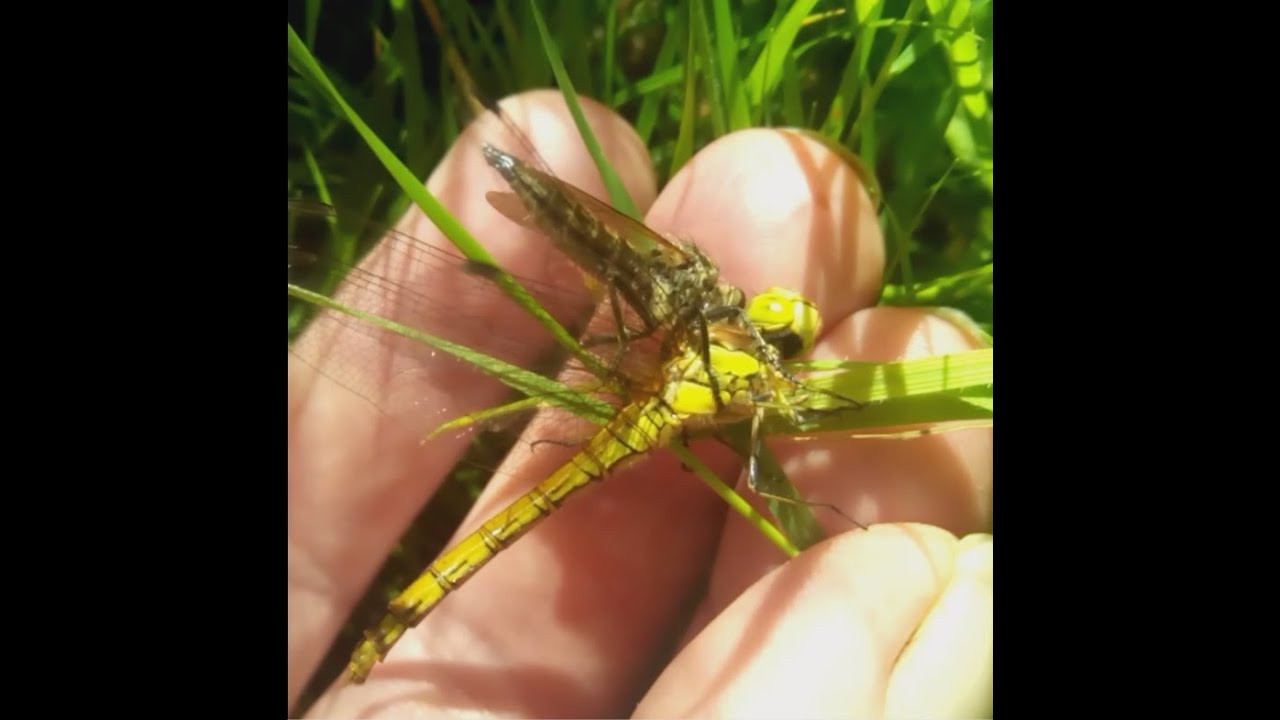 Robberfly eating Common Hawker Dragonfly