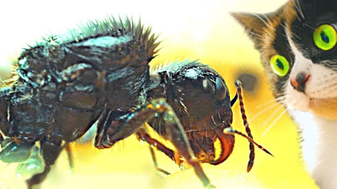 COLONIE DE FOURMIS - 30 JOURS APRÈS