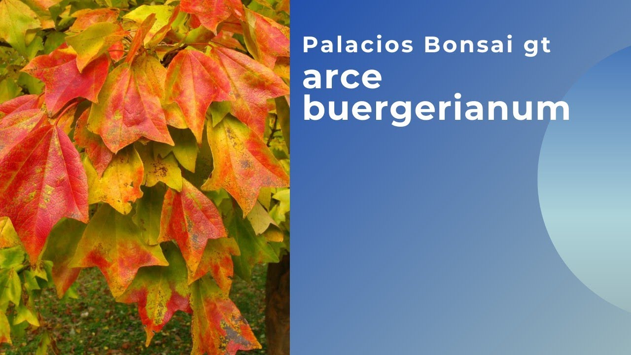 Arce Buergerianum Bonsai