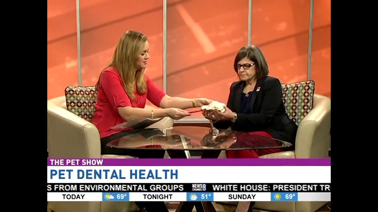 Pet dental health: Caring for your pet&rsquo;s teeth
