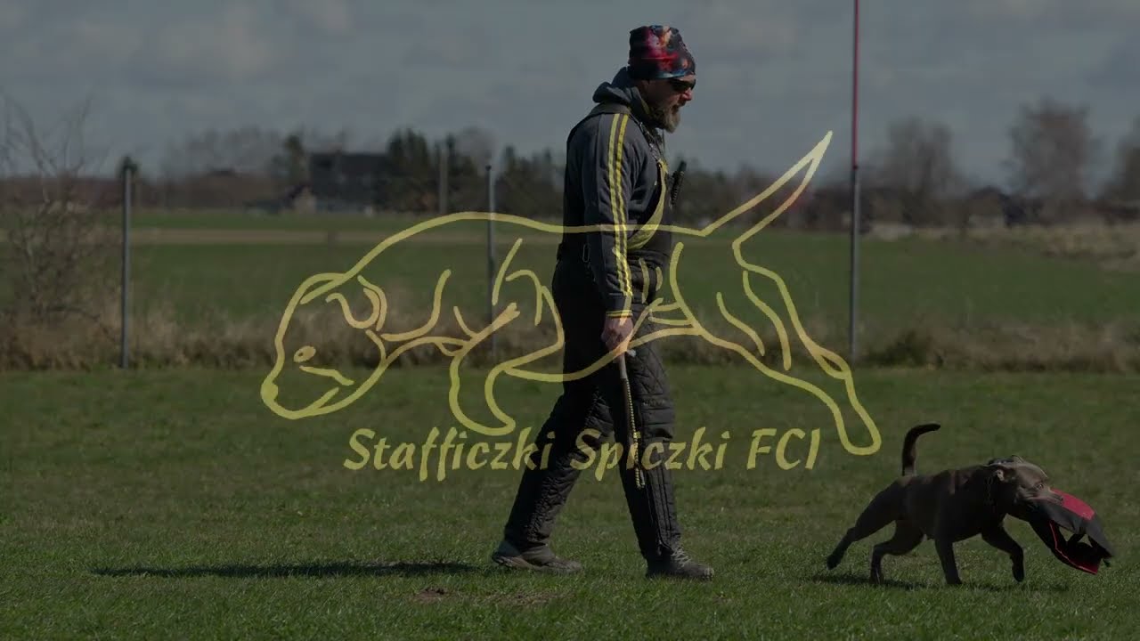 Staffordshire Bull Terrier - IGP defense training