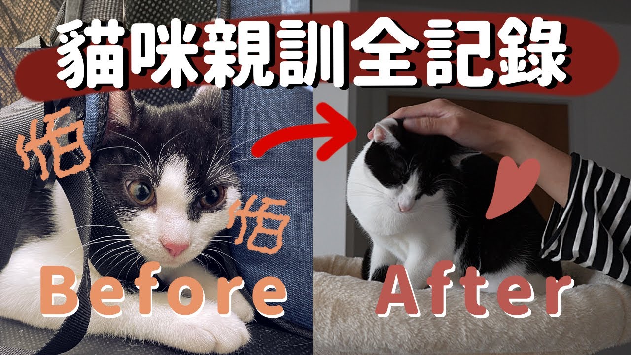 【貓咪親訓】終於摸到她了，感動到想哭🥹！膽小貓由不親人到主動蹭人，花了整整八個月！| 正向貓咪親人訓練