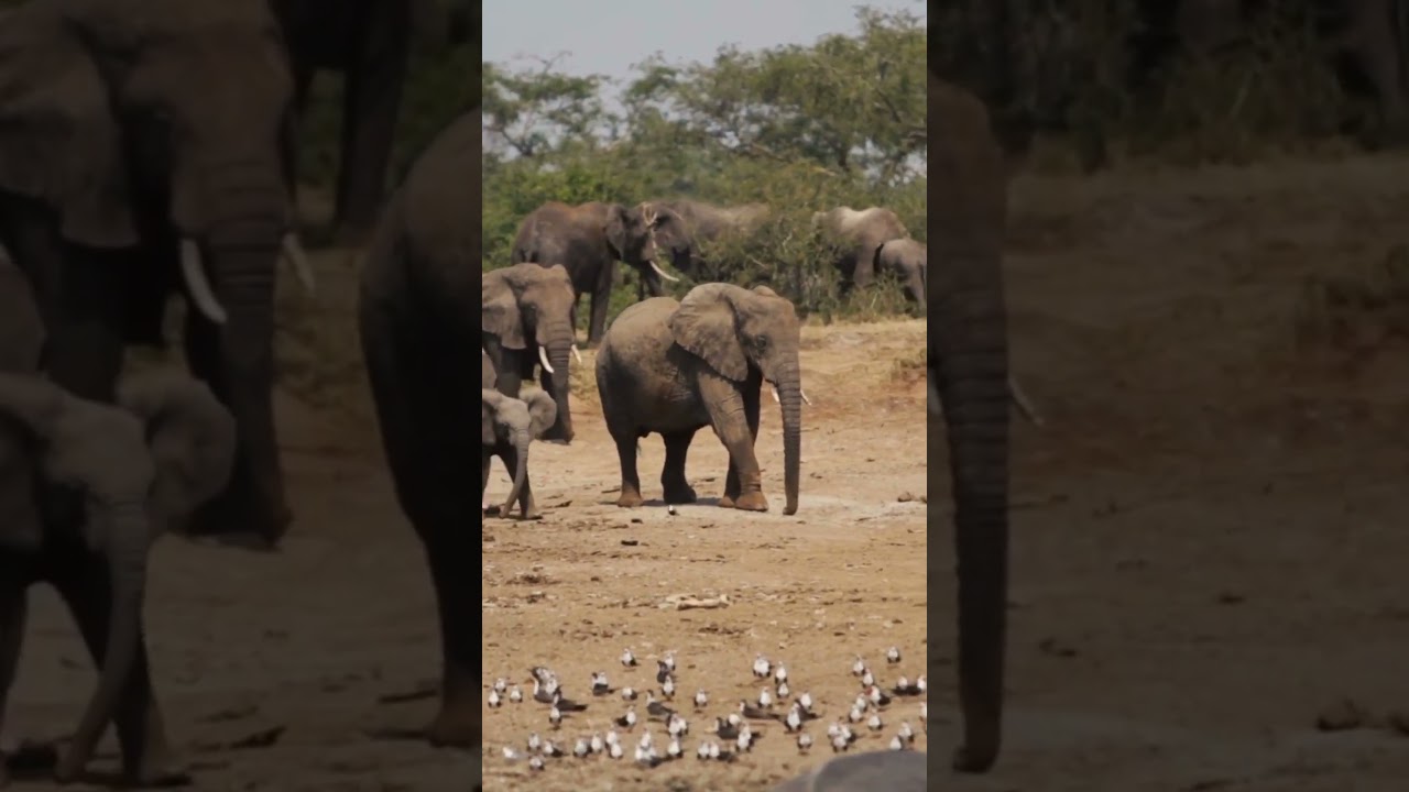 Did you know this about Elephant?