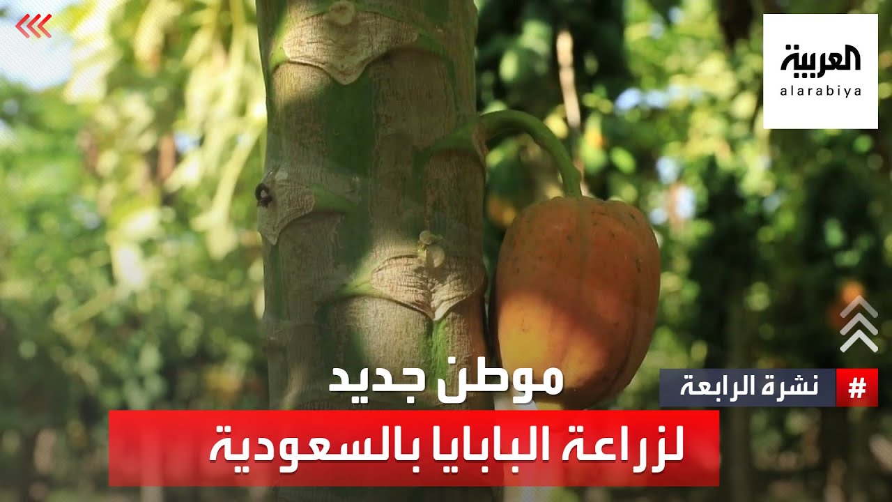 الليث.. موطن جديد لزراعة البابايا