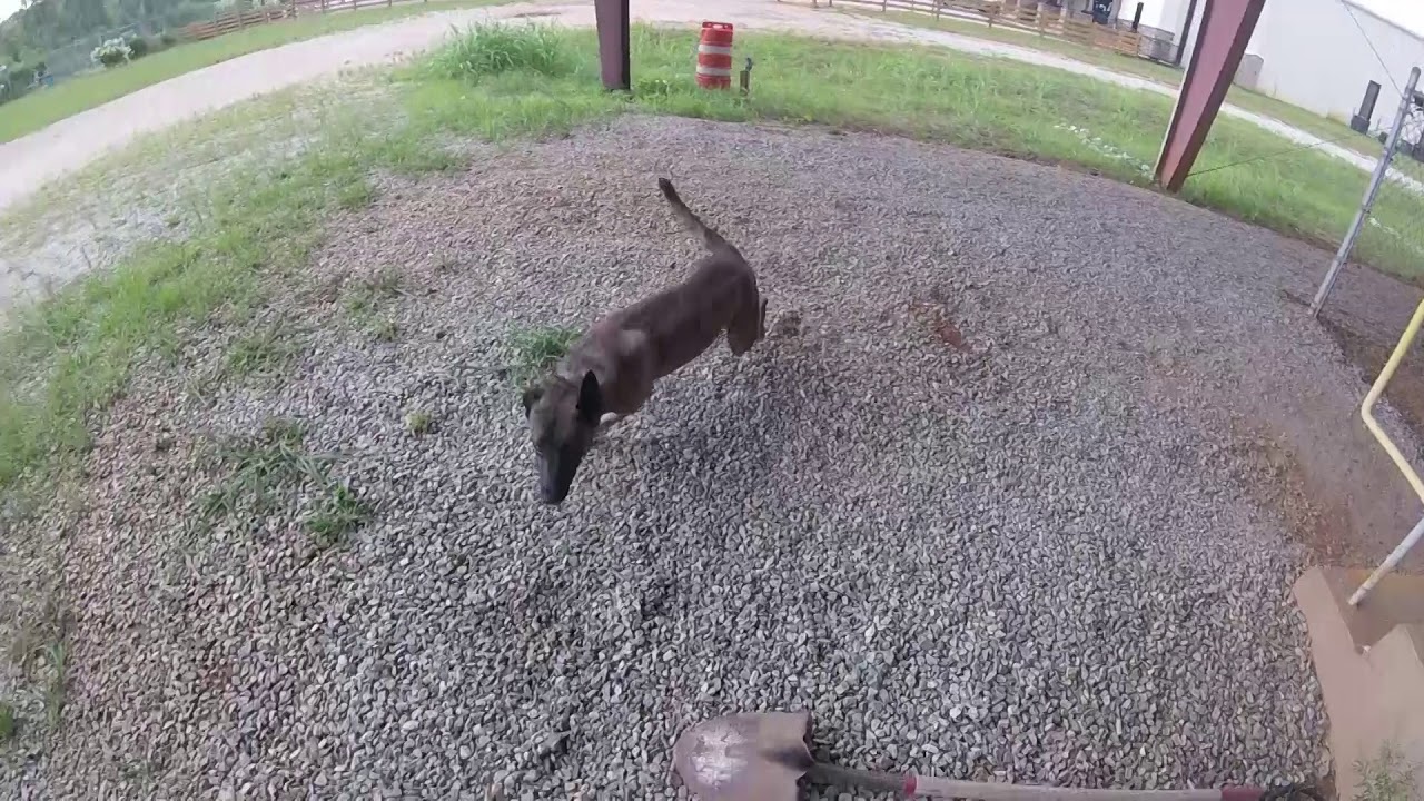 Real Life K9 Training for K9 Handlers