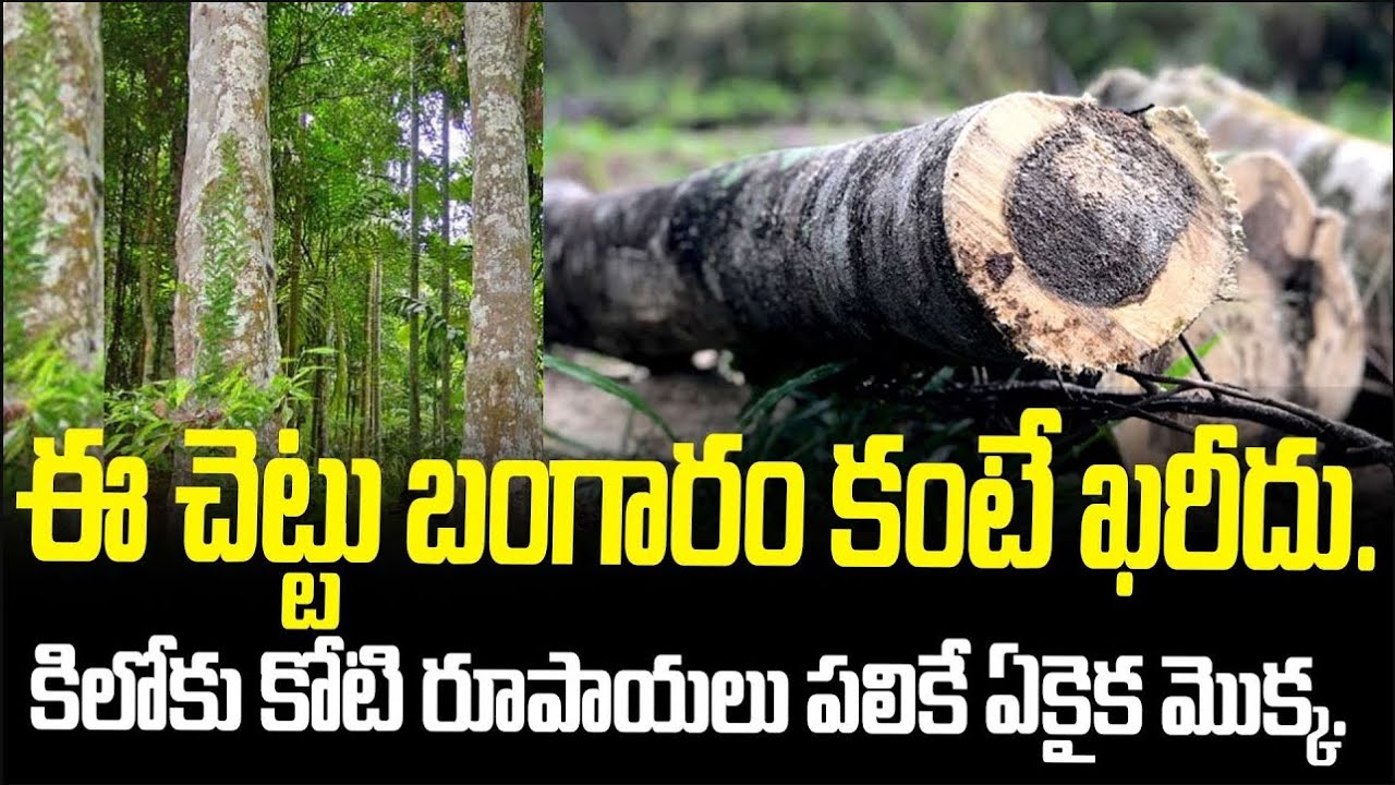 This Tree Is More Valuable Than Gold | The Only Plant Worth ₹1 Crore Per Kg | FBTV NEWS