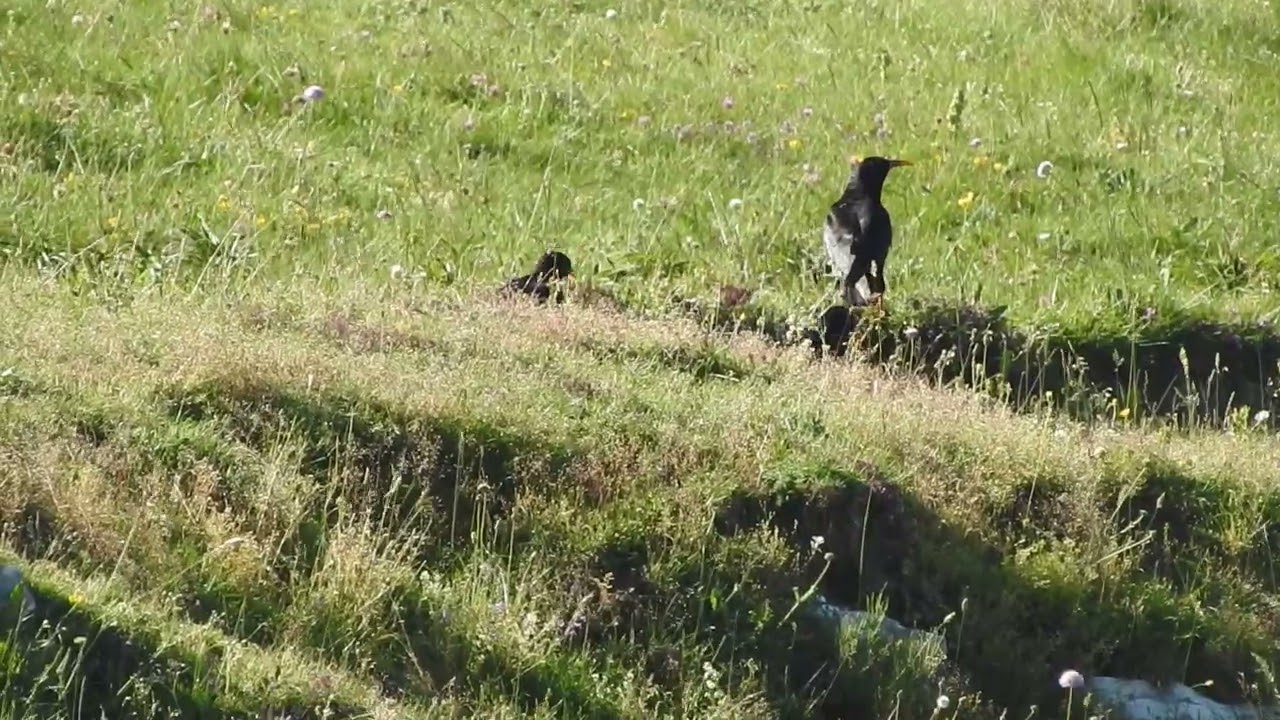 Gruppo familiare di Gracchi corallini sul M. Nerone (PU) nelle Marche