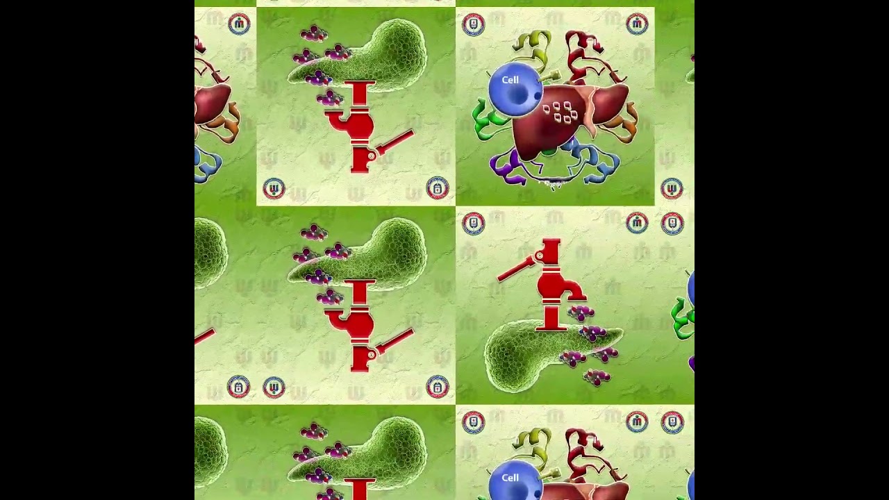 25 - Insulin regimen