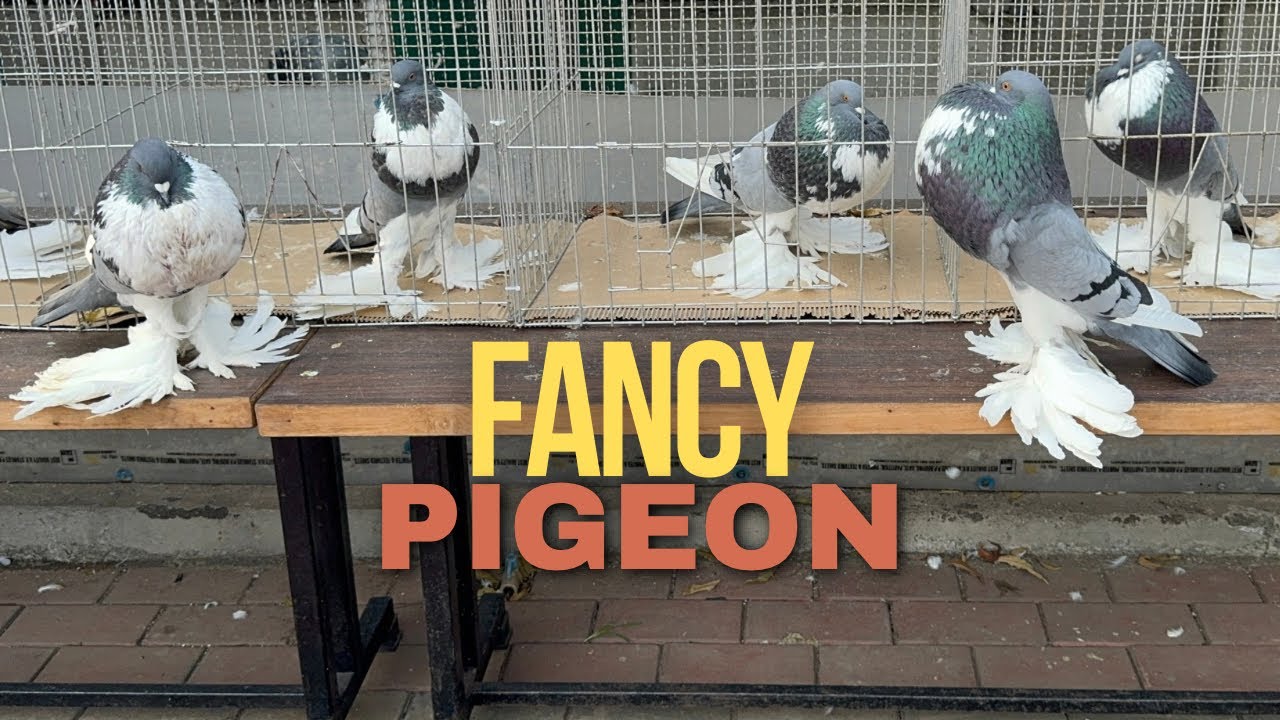 Fancy Pigeon Beeed / Best Pigeon Breeds in World / Pomeranian Pouter Pigeon