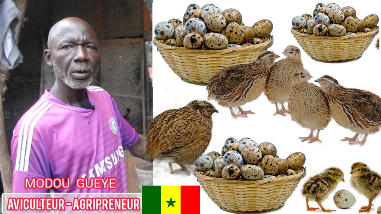 COMMENT ÉLEVER DES CAILLES AU SÉNÉGAL ? Ce qu'il faut savoir avant de démarrer... par Modou GUEYE...