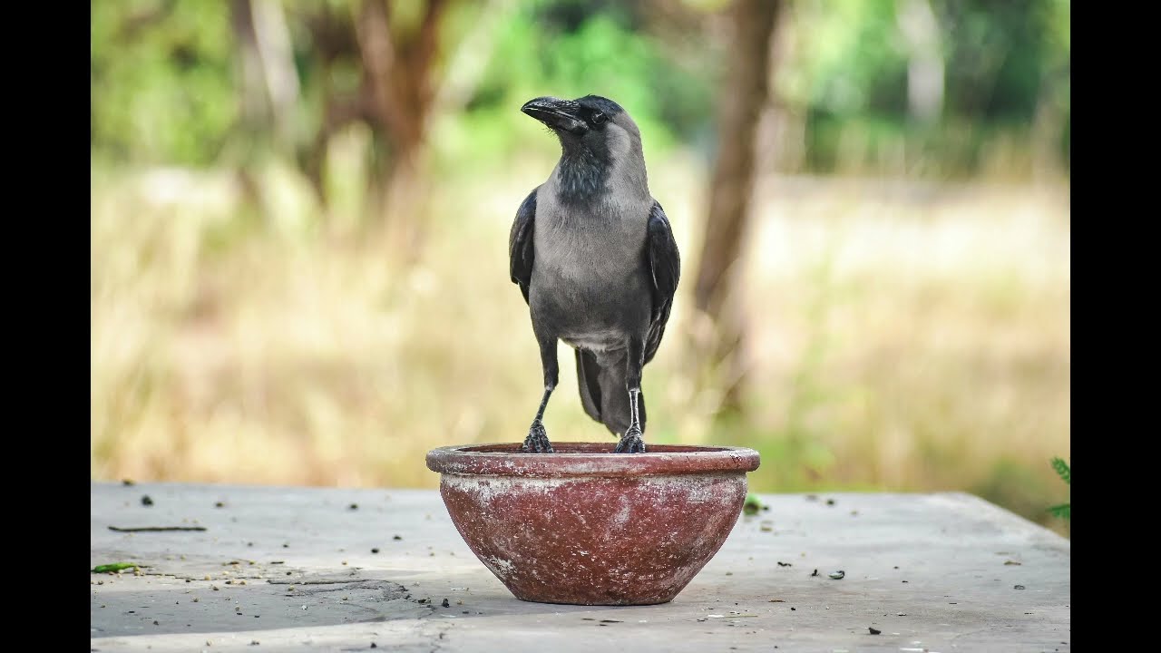 प्यासा कौआ | Moral Story for Kids in Hindi 🐦💧