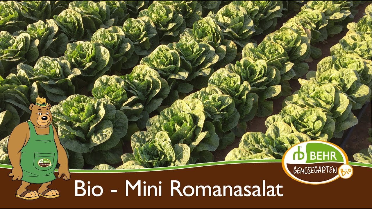 Der Bio Mini Romanasalat und die Düngung