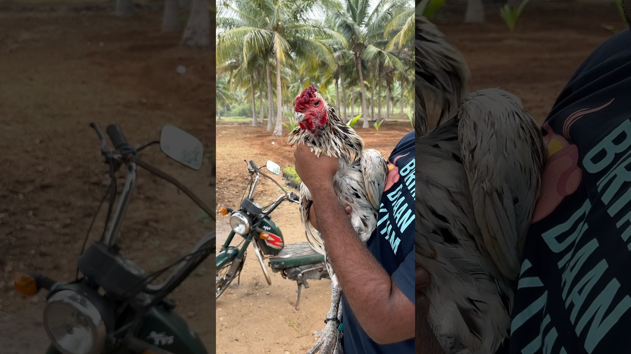Nala irukka sevalu 🙃🙂 #tamil #ytshorts #seval #tamilboy