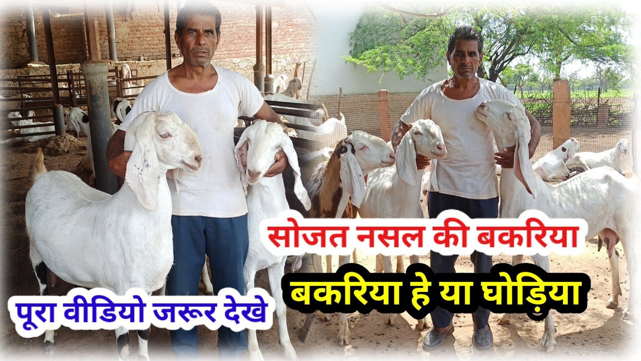सोजत नस्ल की बड़ी बकरियां,श्रवण जी नोक वाले की बकरियां,